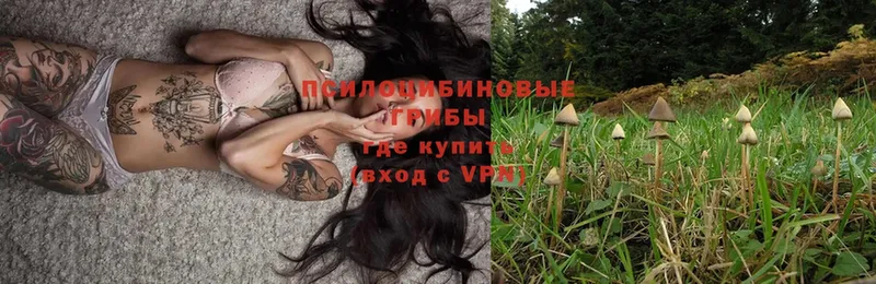 Галлюциногенные грибы Psilocybe  blacksprut вход  Белинский 